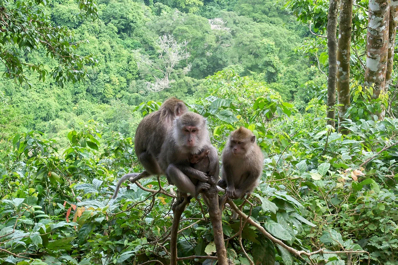 tiket masuk hutan Pusuk