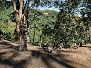 Paket wisata hutan Pusuk